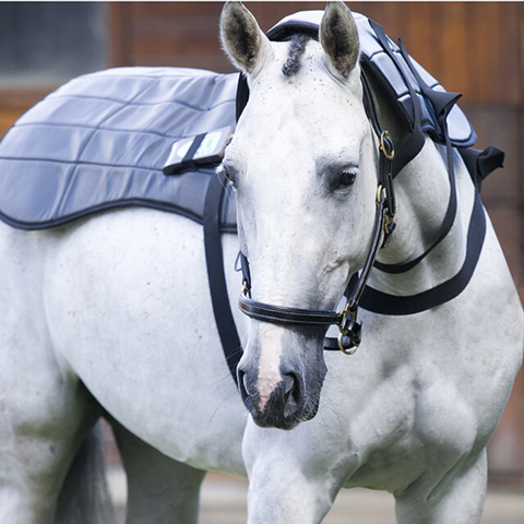 Equine PEMF