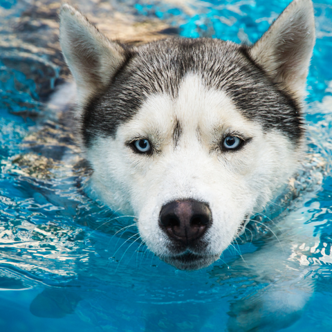 Hydrotherapy