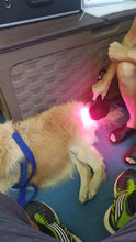 Animal Equine Laser Therapy (3W, 810nm) - Animal Rehabilitation Australia