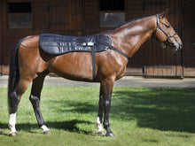 Equine PEMF Therapy Back Blanket - Animal Rehabilitation Australia