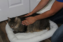 Feline Bodywork Certification Course - Online - Animal Rehabilitation Australia
