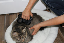 Feline Bodywork Certification Course - Online - Animal Rehabilitation Australia