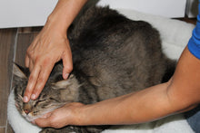 Feline Bodywork Certification Course - Online - Animal Rehabilitation Australia