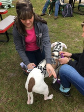Animal Neuro-myofascial Release Technique (Alignment) - Online - Animal Rehabilitation Australia