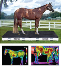 Equine Theraplate Model - Animal Rehabilitation Australia