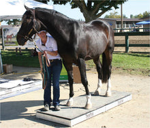 Equine Theraplate Model - Animal Rehabilitation Australia